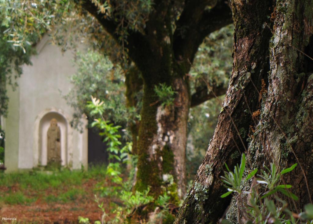 Vila Quinta Do Cerquito Ferreira do Zêzere Exteriér fotografie