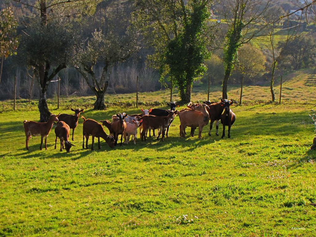 Vila Quinta Do Cerquito Ferreira do Zêzere Exteriér fotografie