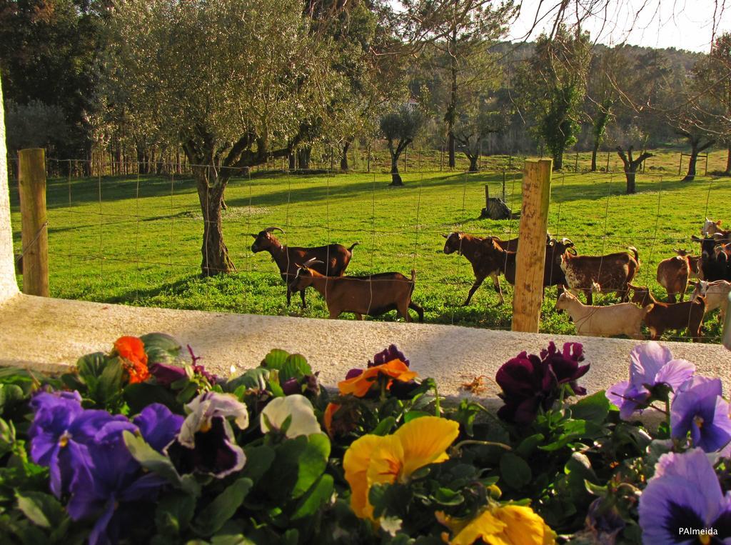 Vila Quinta Do Cerquito Ferreira do Zêzere Exteriér fotografie